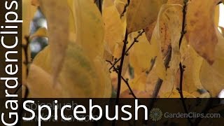 Spicebush  Lindera benzoin  How to grow Spicebush [upl. by Hara]