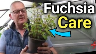 How to Grow Fuchsias Care Propagation amp Fuchsia Standard Training [upl. by Thad]