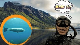 Freediving with Seals above The Arctic Circle in Northern Norway [upl. by Enelehs]