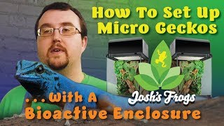 How To Set Up Micro Geckos In A Bioactive Enclosure [upl. by Adni]