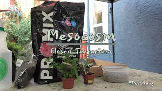 How to make A MesocosmClosed Terrarium [upl. by Nitz]