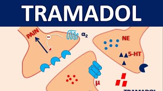 Tramadol HCl 50 mg  Uses dose amp side effects [upl. by Cath]