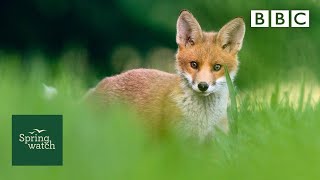 Our spring wildlife webcams live 🐤🦊🐿  Tue 9 June  Springwatch  BBC [upl. by Bobseine453]