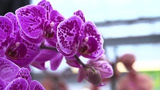 🌸 Orchideen Pflege Leicht Gemacht Expertentipps fürs Pflegen Gießen und Schneiden🌱 [upl. by Palla]