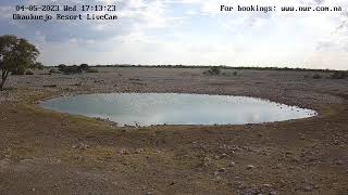 Okaukuejo Resort Wildlife Waterhole Live camera stream in the Etosha National Park in Namibia [upl. by Devehcoy]