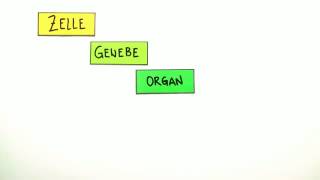 Zelle Gewebe Organe  Biologie  Zoologie [upl. by Demaggio]