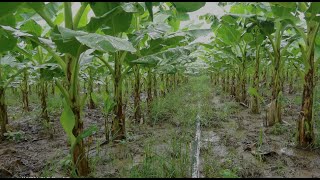 Crazy Skills growing Banana tree from banana fruit [upl. by Llenaej]