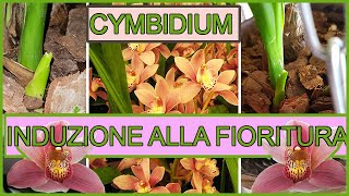 Come far fiorire un orchidea 🌺Recupero Orchidea Cymbidium Part 2 [upl. by Kip]