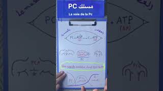 La phosphocréatine الفوسفوكرياتين [upl. by Naenej]