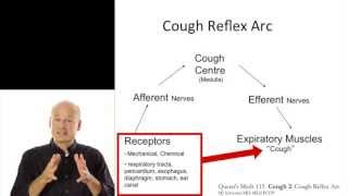 Cough 2 Cough reflex arc [upl. by Onailerua]