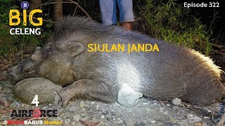 Siulan Janda Wild Boar Hunt Ep322 [upl. by Aliekat]