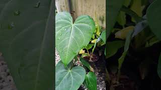 Plants onlineplants for sale anthurium plants malayalam shorts [upl. by Eolcin]