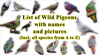 List of Wild Pigeon all 344 species with names and images [upl. by Sacul]