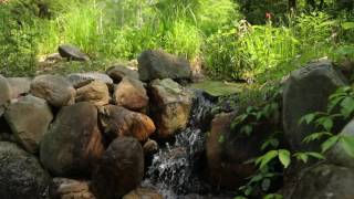 How To Add a Frog Pond to Your Landscape [upl. by Anahcra]