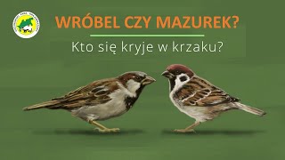 Wróbel czy mazurek Kto się kryje w krzaku  House sparrow or Tree sparrow [upl. by Maddocks]