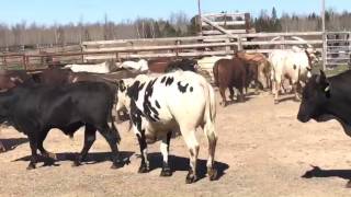 FOR SALE 72 Bucking Bulls [upl. by Nichole381]