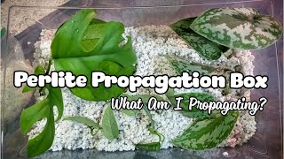 Making A Propagation Box  Perlite As Rooting Medium [upl. by Maxim]