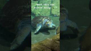 Sea turtle 🐢 Search under water seaworld turtle sanantonio aquarium turtles trending shorts [upl. by Tannen]