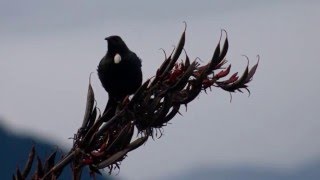 Relaxing 2 hours  of Beautiful Birdsong of New Zealand [upl. by Rosdniw]