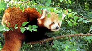 Panda červená Red Panda Westlicher Kleiner Panda Kleine panda Малая панда Pandka ruda [upl. by Yun]