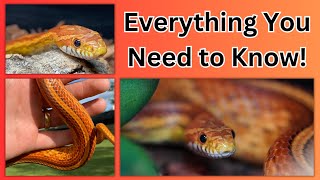 Corn Snake Care Guide [upl. by Luisa]