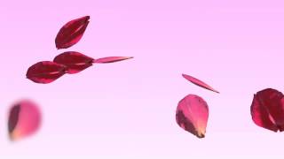 Rose Petals Falling Animation HD [upl. by Suidaht]