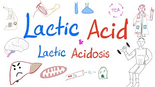 Lactic Acidosis  Lactic Acid  Lab 🧪 Why your muscles 💪 get sore 😱 [upl. by Salomon]