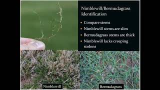 Nimblewill and Bermudagrass Identification [upl. by Naihtniroc363]