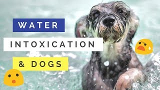 Dogs and Water Intoxication [upl. by Evreh874]