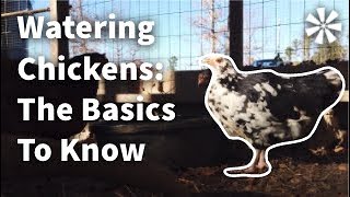 Watering Chickens 💦 The Basics to Know [upl. by Oiled]