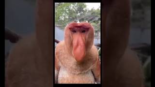 The proboscis monkey [upl. by Eeliram]