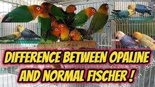 DIFFERENCE BETWEEN OPALINE AND NORMAL FISCHER [upl. by Eiramanig63]