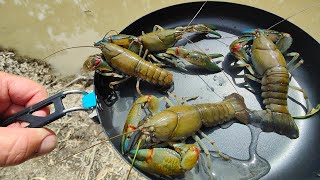 Wild Yabby Catch And Cook [upl. by Agatha]