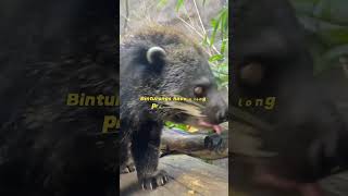 Surprising facts About Binturongs Discover the Secrets of the Bearcat 🐻 [upl. by Notluf]