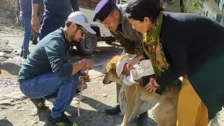 Caught 10 stray dogs kavilkirti kinnaur doglover peepalfarm [upl. by Aba355]