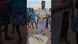 🐟🦐🌊Fresh fish auction at mallipattinam harbour fishing fishauction seafood [upl. by Aicatan]