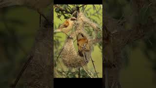 Penduline titsРемезы строят гнездо birds shots wildbirdlife [upl. by Yllus]