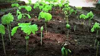 How to grow a forest in your backyard  Shubhendu Sharma [upl. by Devan]