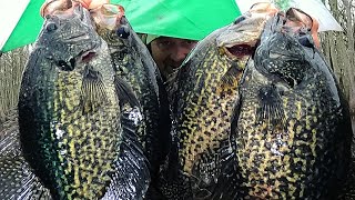 Load the boat with limits of Crappie this year  Crappie fishing Tips and Tricks [upl. by Aleuqahs795]