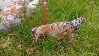 colourful crested Swedish Flower Hen pullet [upl. by Becky]