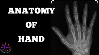 CLINICAL ANATOMY OF HAND xrayclasses [upl. by Stefa]