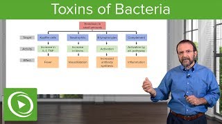 Bacteria Toxins Exotoxins Endotoxins amp MembraneDamaging Toxins – Microbiology  Lecturio [upl. by Casanova]