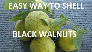 How to Harvest and Shell Black Walnuts [upl. by Anetsirk]