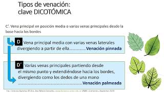 Cómo usar una clave dicotómica para determinar Tipos de Venación en hojas [upl. by Kirby]