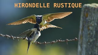 HIRONDELLE RUSTIQUE bébé nourri [upl. by Yebot]