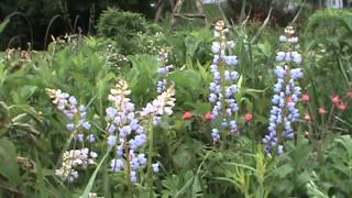 Minnesota Native Plant  Wild Lupine Lupinus Perennis [upl. by Susanna]