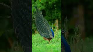 Indian peacock Pavo cristatus♥️ Indias national bird peacock naturephotography मोर beautiful [upl. by Sabanrab]