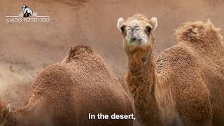 Dromedary Camels [upl. by Samp659]