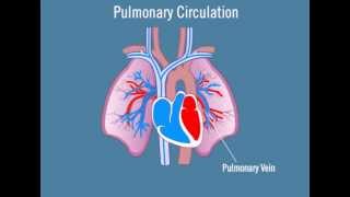 Pulmonary Circulation [upl. by Ettenauq]