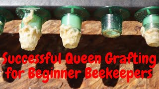 🔵Grafting Queens for Beginners Queen Rearing series  Part 2 [upl. by Laurens]